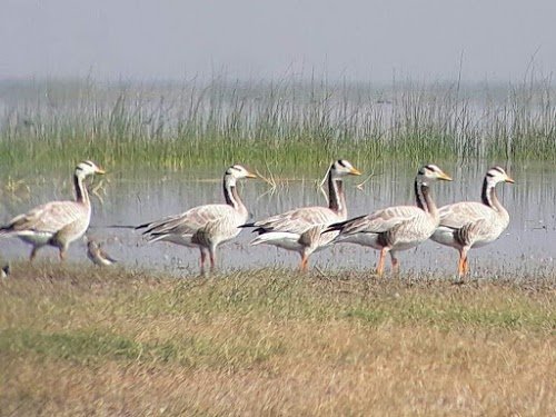 Nalsarovar Bird Sanctuary