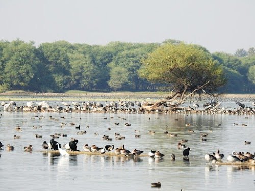 Thol Bird Sanctuary