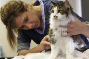 Best Pet Grooming Software