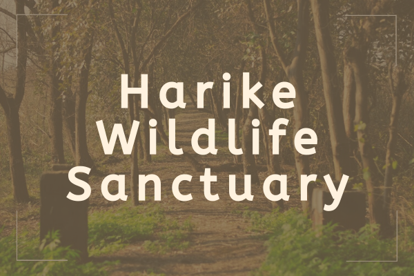 Harike Wildlife Sanctuary