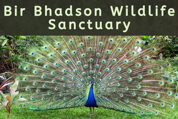 Bir Bhadson Wildlife Sanctuary