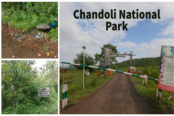 Chandoli National Park Maharashtra Chandoli National Park