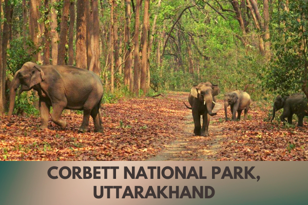 Corbett National Park