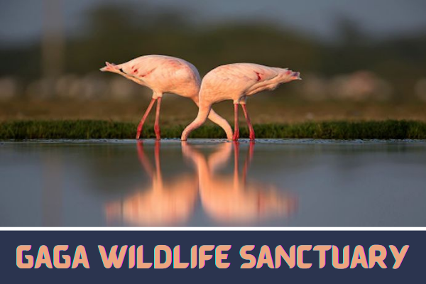 Gaga Wildlife Sanctuary