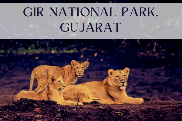 Gir National Park