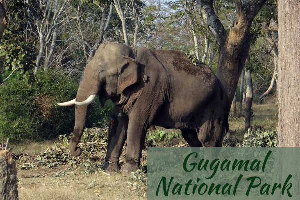 Gugamal National Park Maharashtra Gugamal National Park