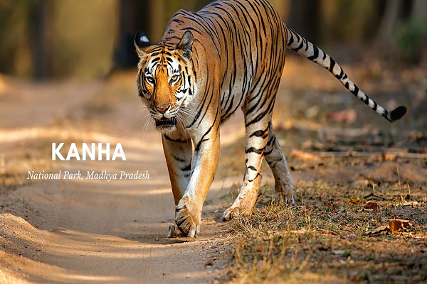 Kanha National Park