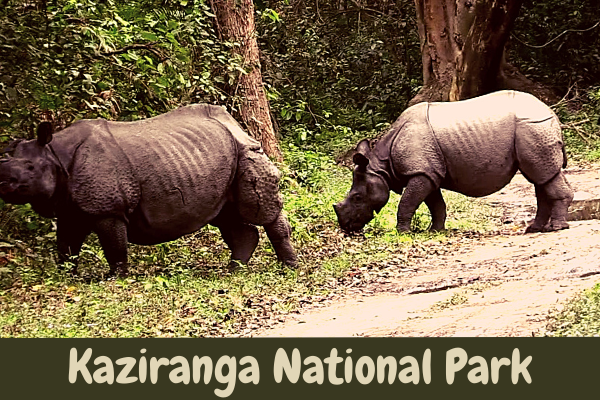 Kaziranga National Park