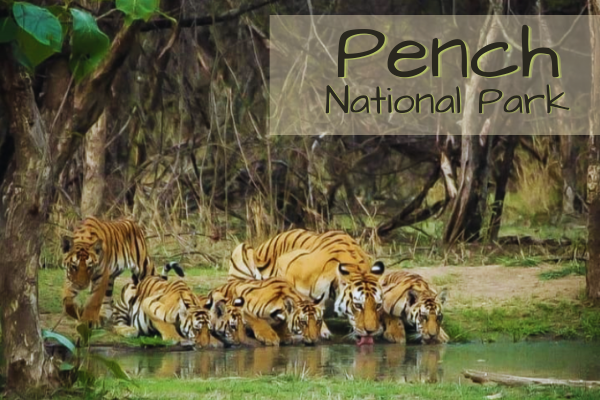 Pench National Park