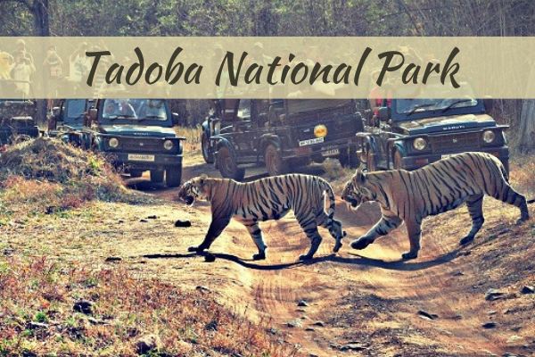 Tadoba National Park Maharashtra Tadoba National Park