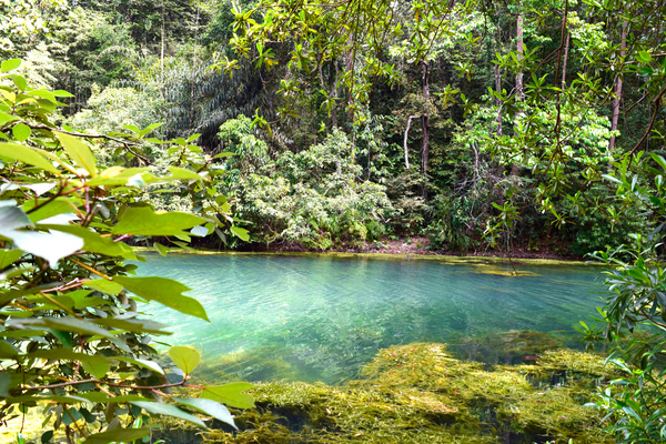 Reserve Forest Sanctuary Shimla