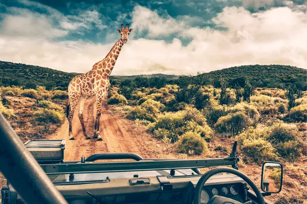 Safari World