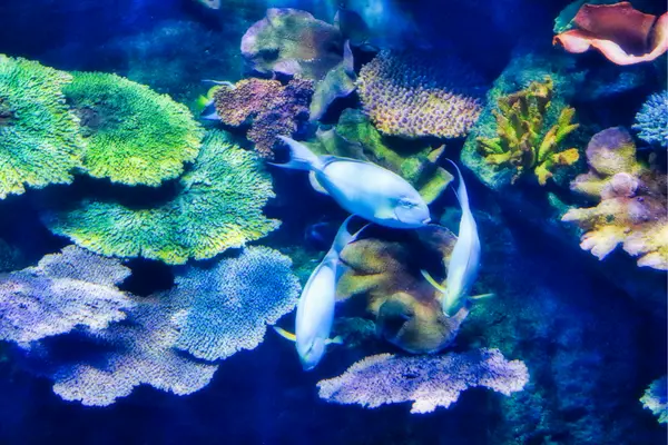 Sea Life Bangkok Ocean World